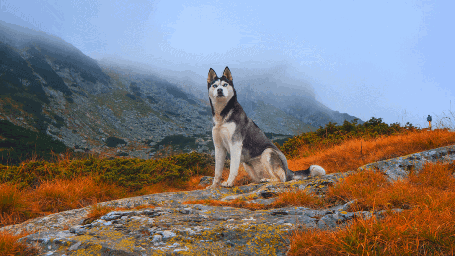 Decorative image of a husky dog sitting near foggy mountains