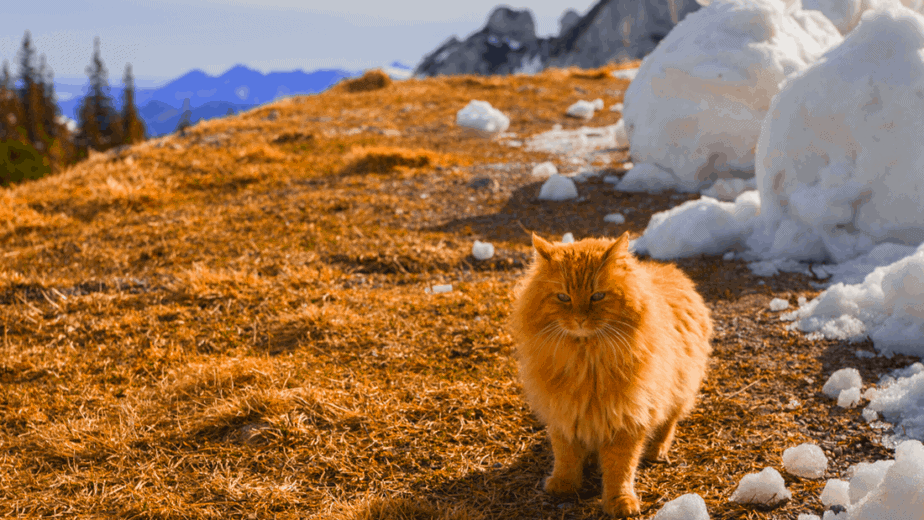 Decorative image of an orange fluffy cat sitting near mountains, trees, and big blocks of snow
