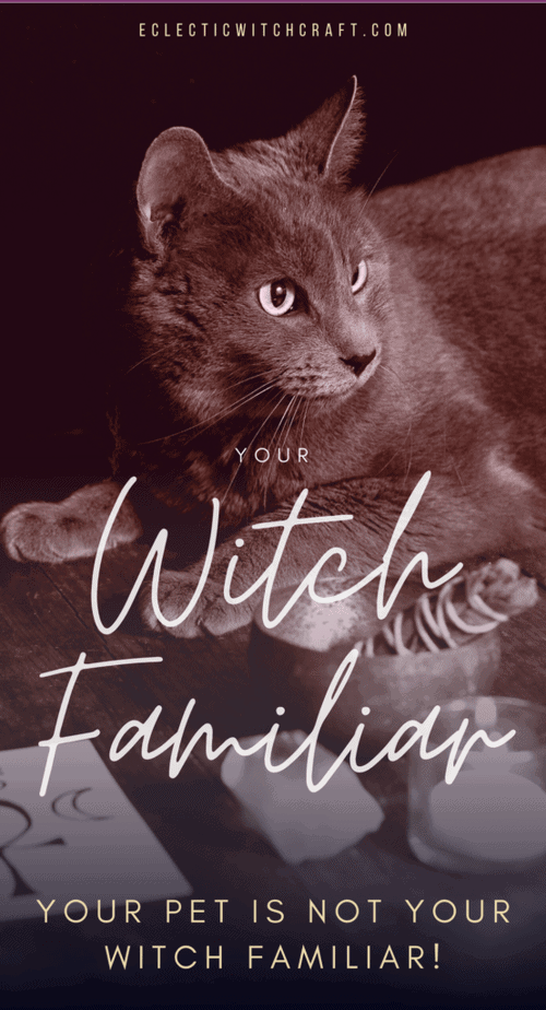You can find your witch familiar but it probably isn't your pet! #witch #witchcraft #pagan #wicca