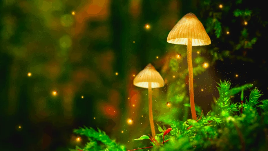 Decorative image of a fantasy forest with glowing mushrooms
