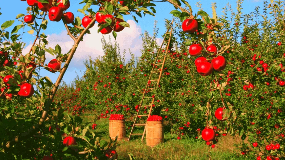 Decorative image of Lammas apples ready to be turned into Lamasool