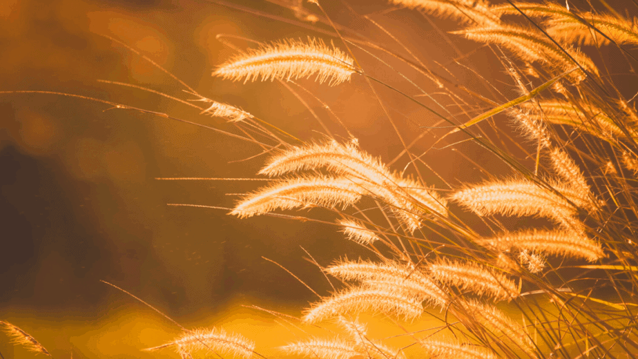 Decorative image of wheat ready to be harvested for Lughnasadh