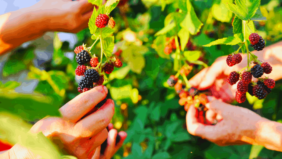 Decorative image of berries being picked to be eaten to celebrate a pagan holiday