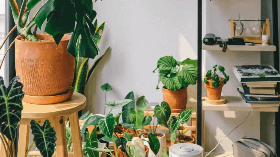 Decorative image of indoor plants staged aesthetically on shelves and stools