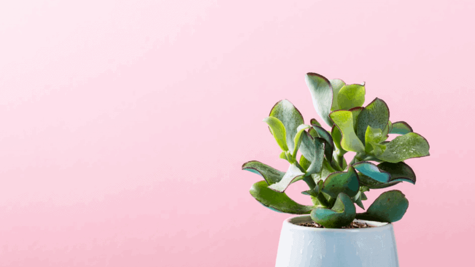 Learn about herbalism. Decorative image of a plant against a millennial pink background