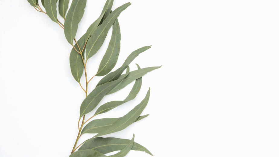 Decorative image of a plant with many leaves stretched out against a white background. It's easy to learn about herbalism.