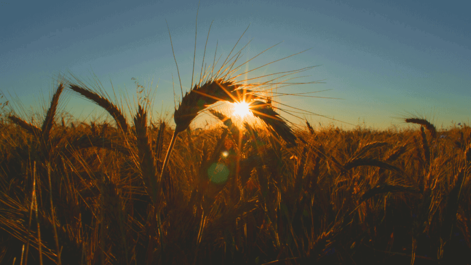 Decorative image of grains of wheat in a wheat field while the sun sets on Lughnasadh