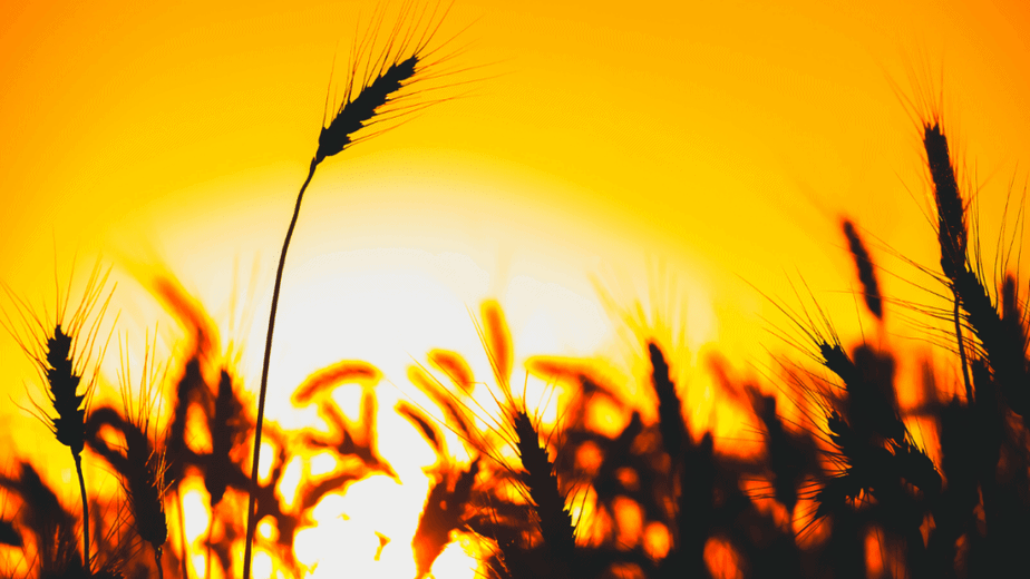 Decorative image of wheat against the setting sun for August witchcraft