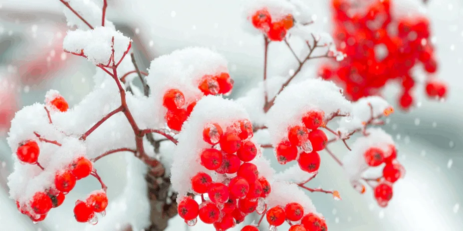 Decorative image of snow on red berries