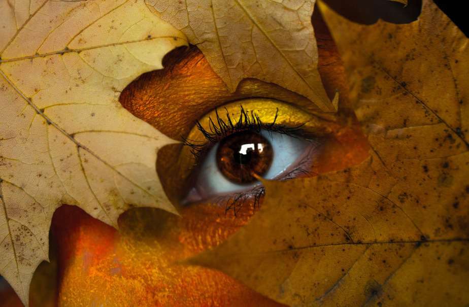 brown maple leaf with person s eye