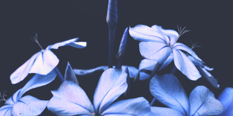 Blue flowers on a black background