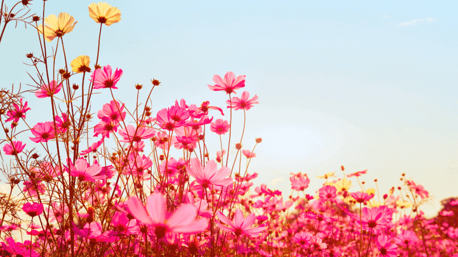 Decorative image of pink flowers