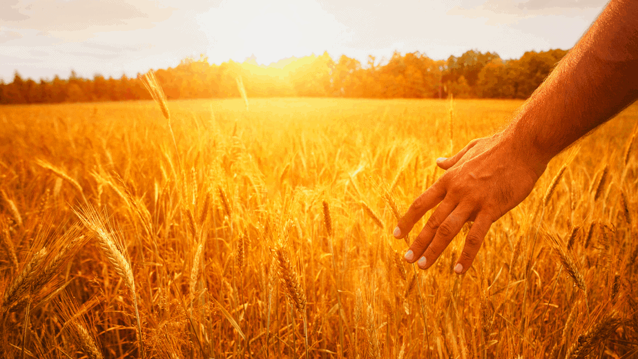 Decorative image of someone brushing their hand through fresh Lughnasadh wheat while the sun is setting