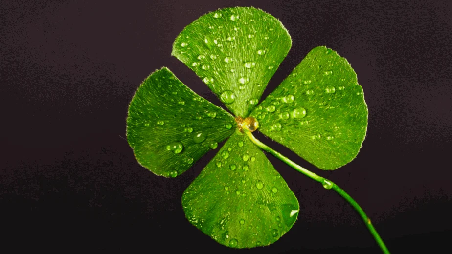 Decorative image of a 4 leaf clover for good luck