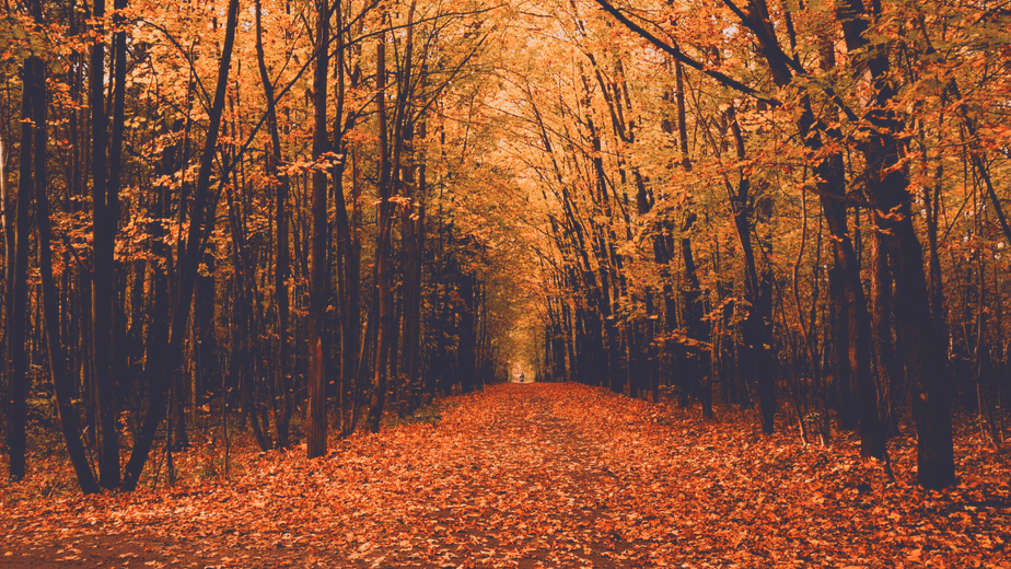 Decorative image of a forest in autumn