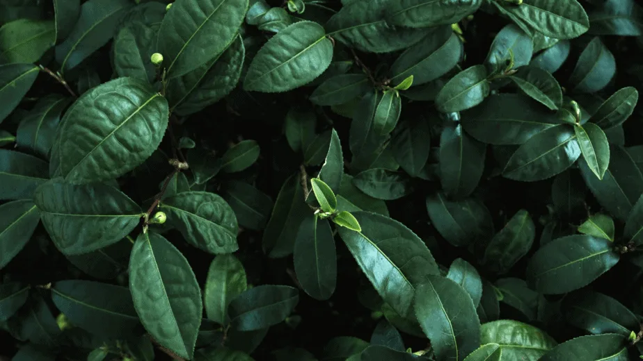 Decorative image of lush, dark green plants