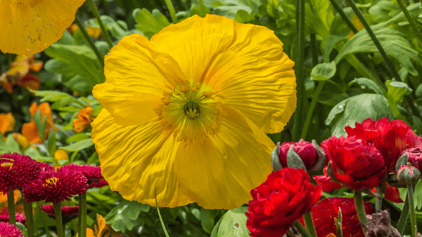 Decorative image for herbs for luck yellow poppy flowers