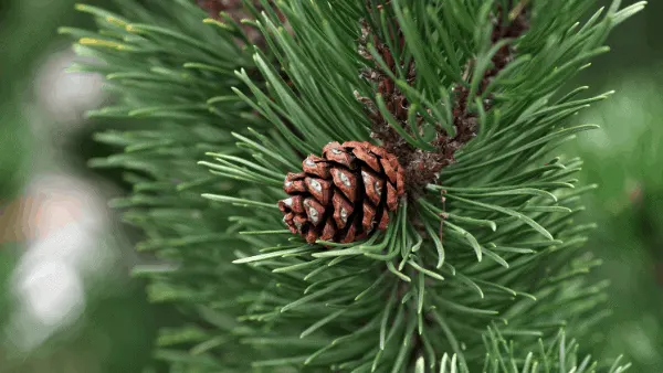 Decorative image of a pine cone and pine needles magic Christmas herbs for eclectic witches