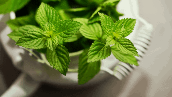 Decorative image of mint herbs for luck