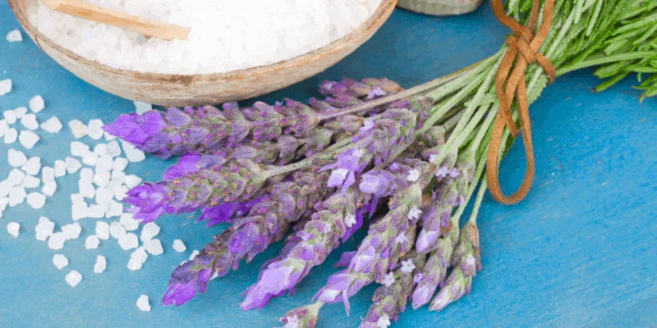 Decorative image of lavender plants