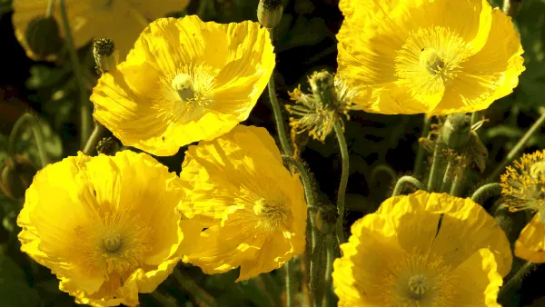 Decorative image for herbs for luck yellow poppy flowers