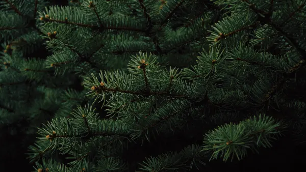 Decorative image of dark green pine needles