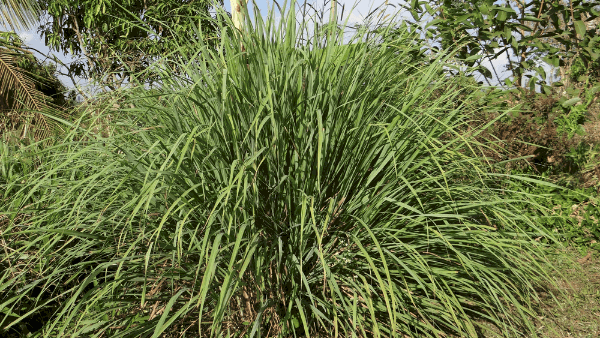 Decorative image of a lemongrass bush in a dry garden during summer