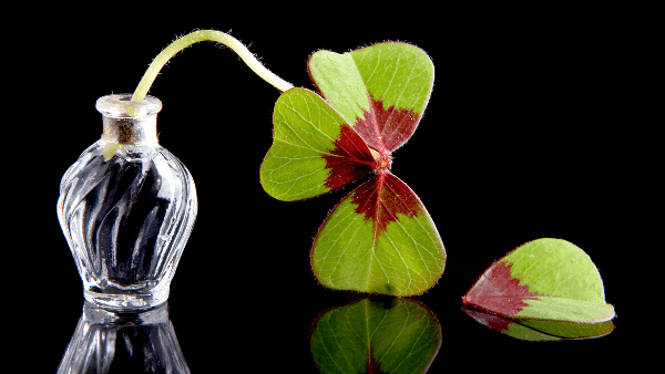Decorative image of a broken 4 leaf clover representing bad luck