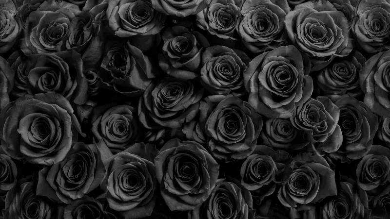 Decorative image of black roses.