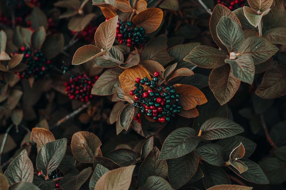 close up photo of berries