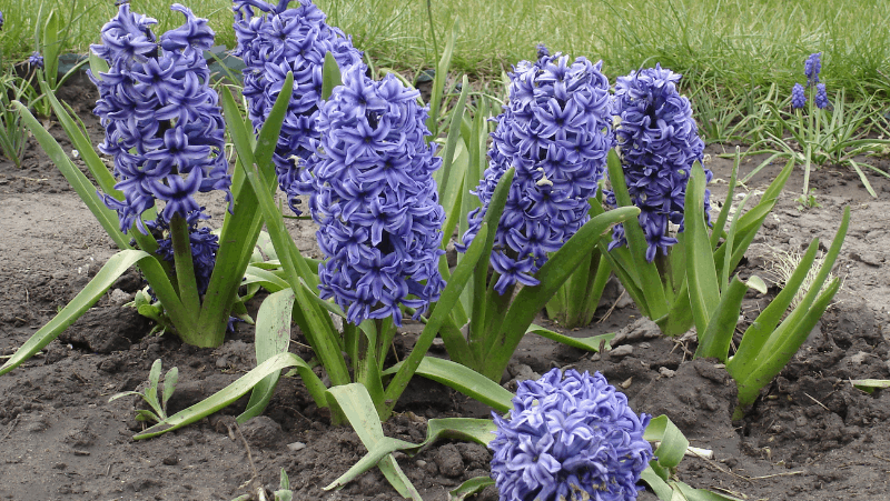 Purple hyacinths growing in the ground. Hyacinths are one of the symbols of Ostara.