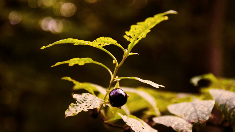Belladonna berries on a poisonous belladonna plant