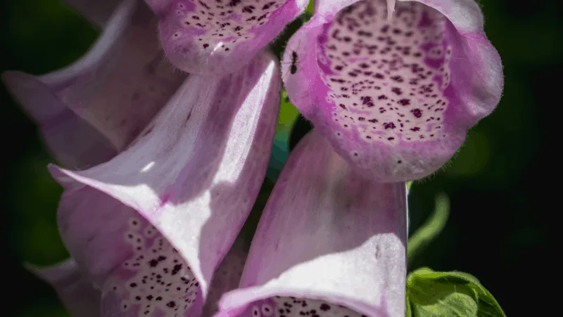Foxglove flowers are extremely poisonous