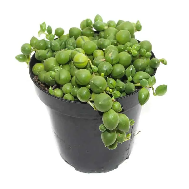String of Pearls Succulent
