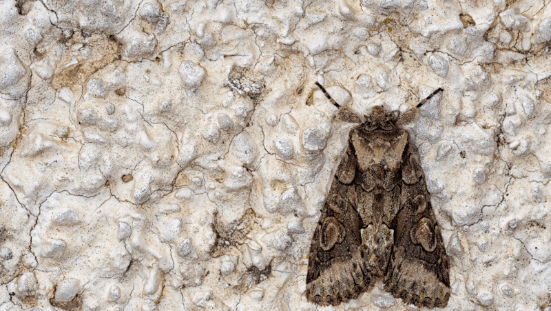 A brown moth on soil
