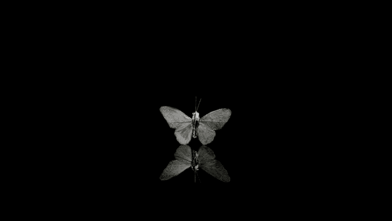 A moth in black and white with a reflection