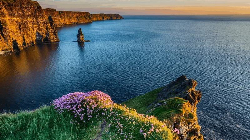 The Irish ocean and cliffs with flowers