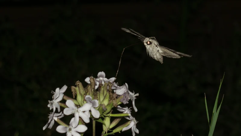 A moth sipping from flowers at night