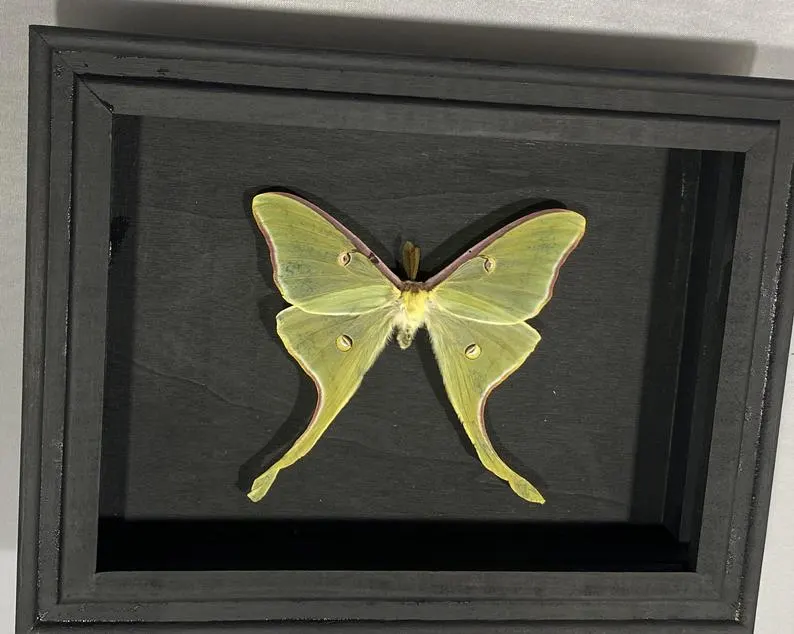 Shadow Box Green North American Luna Moth