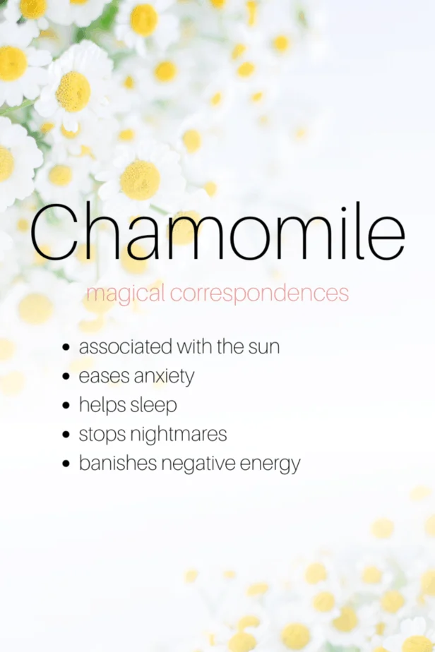 Chamomile magical correspondences include sun associations, easing anxiety, helping sleep, stopping nightmares, and banishing negative energy. Chamomile flowers.