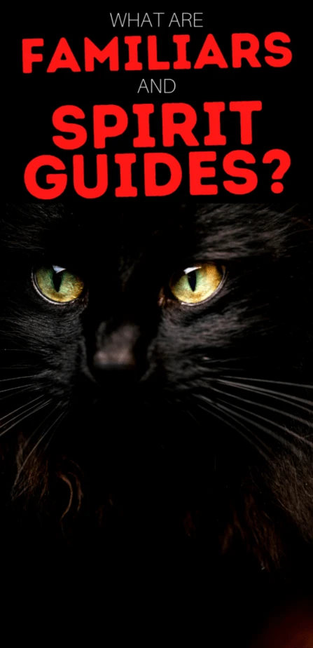 What are familiars and spirit guides? A black cat with long whiskers and yellow eyes.