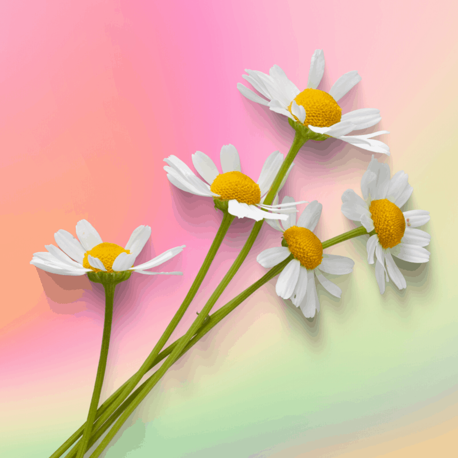 Chamomile flowers on a rainbow background