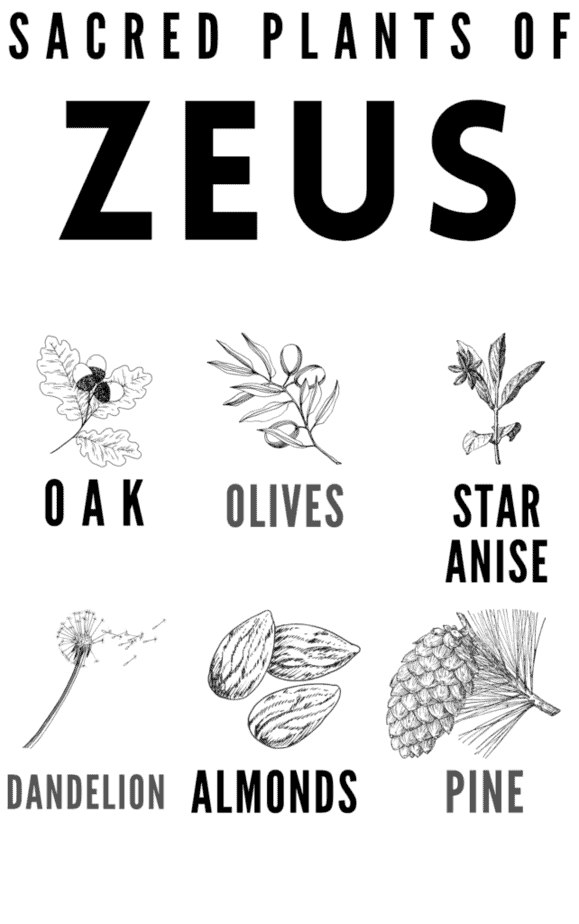 Sacred plants of Zeus. An infographic on the modern pagan worship of Zeus or Jupiter.