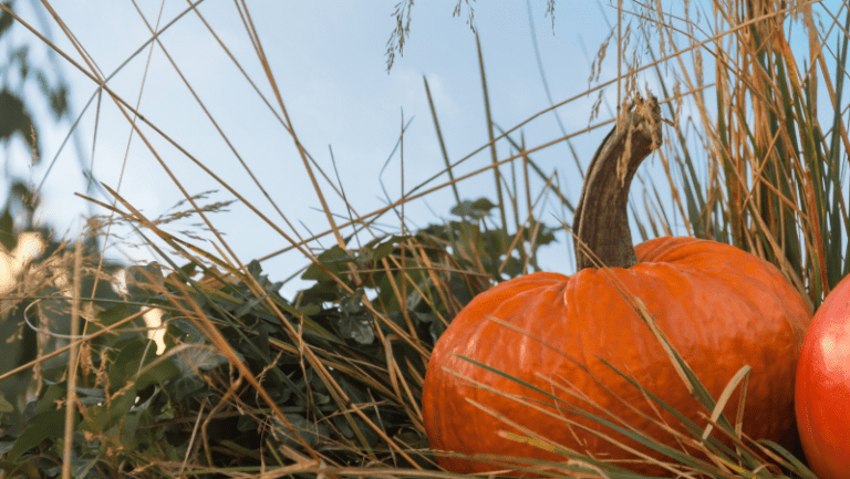 The Origins And Practices Of Mabon