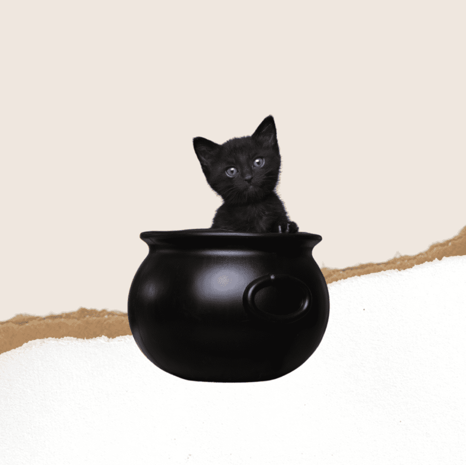 Cat in a witch cauldron