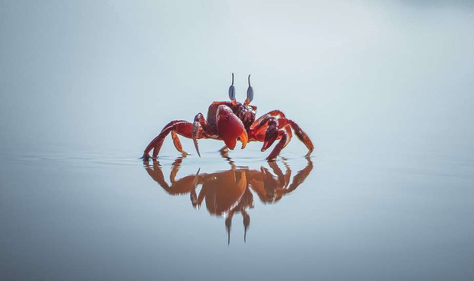 red crab