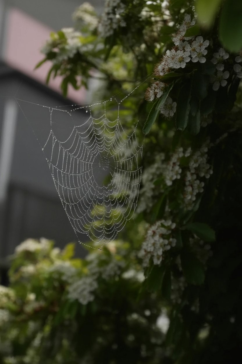 Spider webs capture what falls from sky, making them natural collection models. May dew (collected at dawn on May 1st) appears here on web strands with cherry blossoms marking Beltane timing. The dawn moment is threshold: neither night nor day. Irish and Scottish traditions used this water for beauty and luck magic.