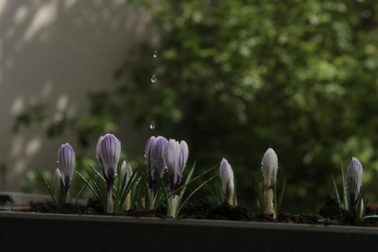 Spring rain falls on first crocus buds breaking dormancy threshold First spring rain falling on crocus buds captures the threshold moment when dormant bulbs break through soil. This direct sky-to-earth contact shows why spring collection timing matters: the water moves through the same conditions the plants experience during their growth boundary crossing.
