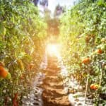 pathway between tomato fruits