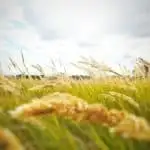 kans grass under cloudy sky